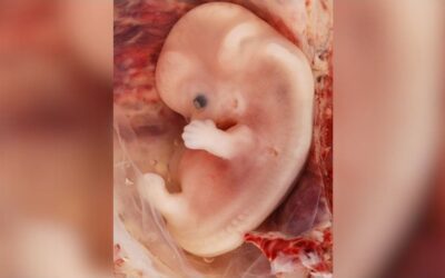Aumenta el número de embriones congeladosSin Autor