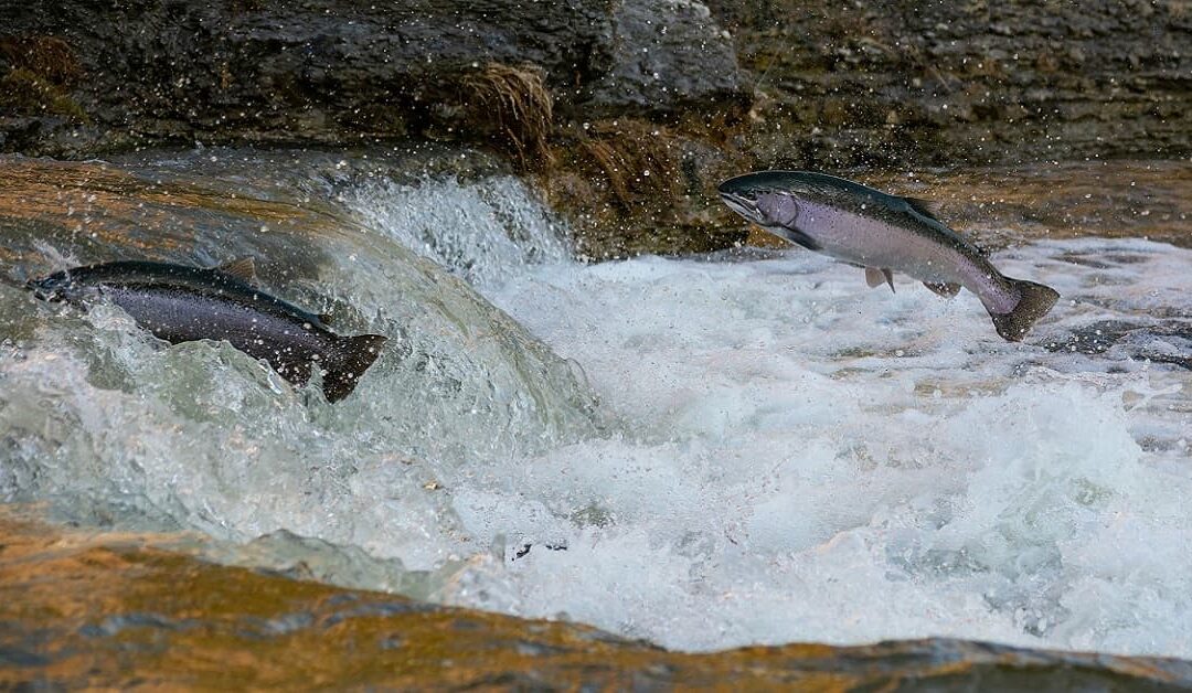 ¿Los salmones pueden ser felices?Sin Autor
