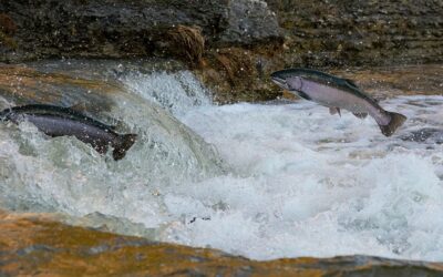 ¿Los salmones pueden ser felices?Sin Autor