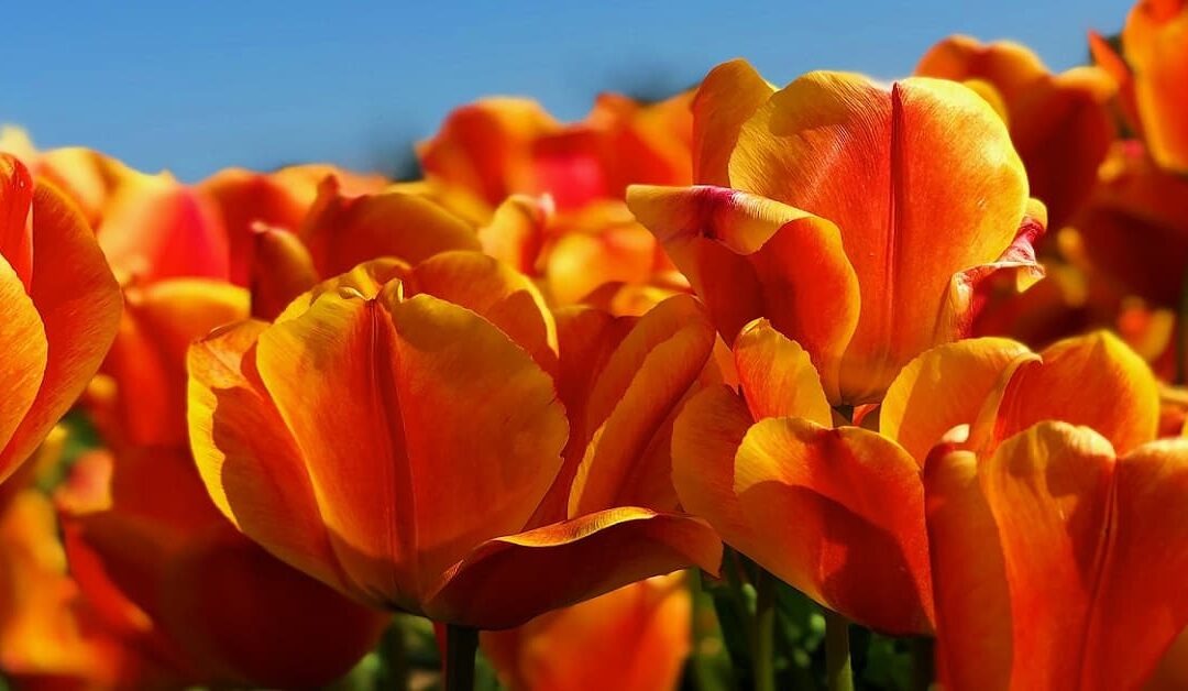 ¿Esperanza? SiempreSin Autor