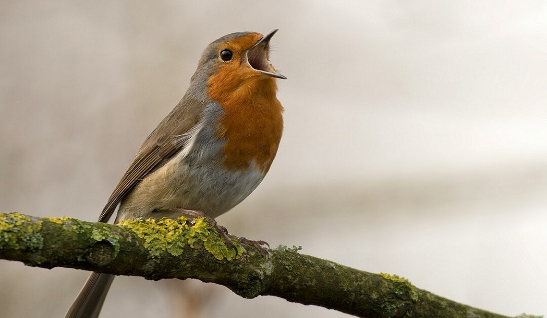 Corta la ramaSin Autor