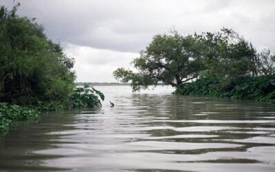El Papa reza por las víctimas de las inundaciones de TexasSin Autor