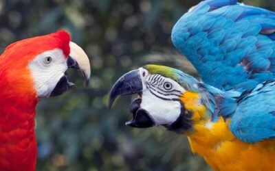 Polarización y pluralismoJaime Nubiola